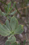 Bushy seaside tansy